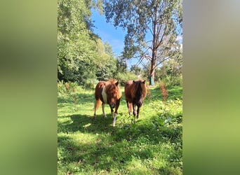 Poneys Shetland, Étalon, 2 Ans, 100 cm, Pinto