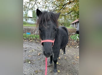 Poneys Shetland, Étalon, 2 Ans, 80 cm, Noir