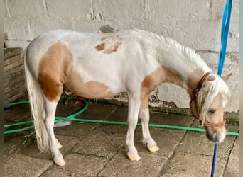 Poneys Shetland, Étalon, 2 Ans, 82 cm, Pinto