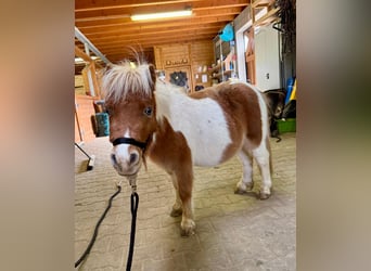 Poneys Shetland, Étalon, 2 Ans, 85 cm, Pinto