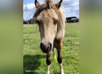 Poneys Shetland Croisé, Étalon, 2 Ans, 87 cm, Overo-toutes couleurs