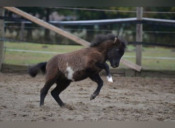 Poneys Shetland, Étalon, 2 Ans, 90 cm, Pinto