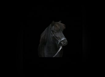 Poneys Shetland, Étalon, 2 Ans, 95 cm, Noir