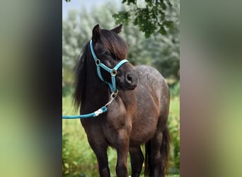 Poneys Shetland, Étalon, 2 Ans, 97 cm, Noir