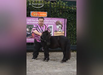 Poneys Shetland, Étalon, 2 Ans