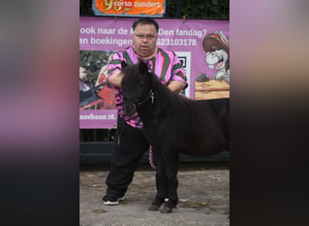 Poneys Shetland, Étalon, 2 Ans
