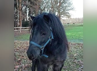 Poneys Shetland, Étalon, 3 Ans, 103 cm, Rouan Bleu