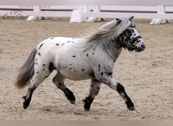 Poneys Shetland, Étalon, 3 Ans, 98 cm, Léopard