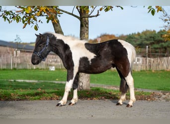 Poneys Shetland, Étalon, 3 Ans