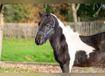 Poneys Shetland, Étalon, 3 Ans