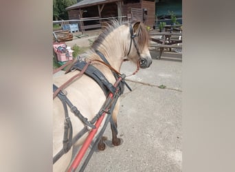 Poneys Shetland, Étalon, 4 Ans, 100 cm, Buckskin