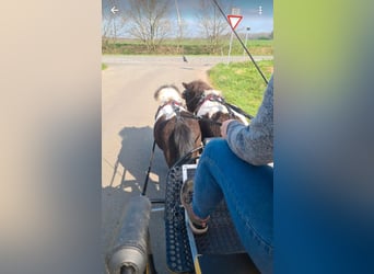 Poneys Shetland, Étalon, 4 Ans, 100 cm, Pinto