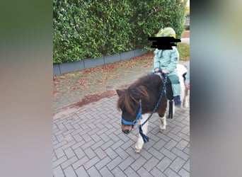 Poneys Shetland, Étalon, 4 Ans, 100 cm, Pinto