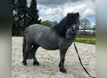 Poneys Shetland, Étalon, 4 Ans, 105 cm, Gris pommelé