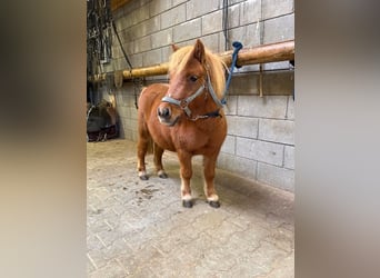 Poneys Shetland, Étalon, 4 Ans, 85 cm