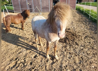 Poneys Shetland Croisé, Étalon, 5 Ans, 110 cm, Aubère