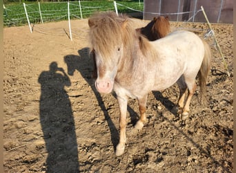 Poneys Shetland Croisé, Étalon, 5 Ans, 110 cm, Aubère