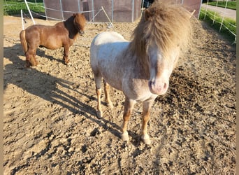 Poneys Shetland Croisé, Étalon, 5 Ans, 110 cm, Aubère