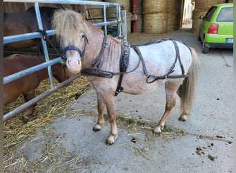 Poneys Shetland Croisé, Étalon, 5 Ans, 110 cm, Aubère