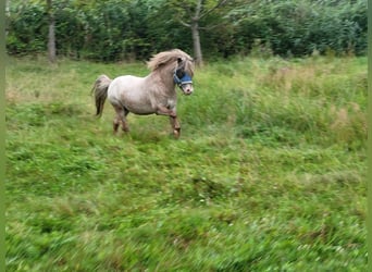 Poneys Shetland Croisé, Étalon, 5 Ans, 110 cm, Aubère