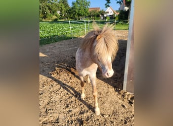 Poneys Shetland Croisé, Étalon, 5 Ans, 110 cm, Aubère