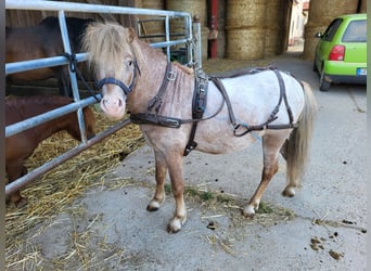 Poneys Shetland Croisé, Étalon, 5 Ans, 110 cm, Aubère