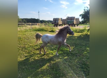 Poneys Shetland Croisé, Étalon, 5 Ans, 110 cm, Aubère