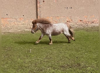 Poneys Shetland Croisé, Étalon, 5 Ans, 90 cm, Alezan brûlé