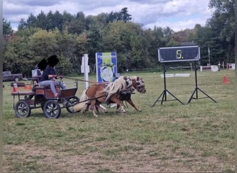 Poneys Shetland, Étalon, 5 Ans