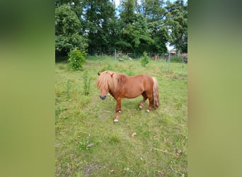Poneys Shetland, Étalon, 6 Ans, 100 cm, Alezan