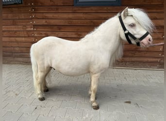Poneys Shetland, Étalon, 6 Ans, 82 cm, Cremello