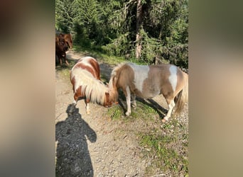 Poneys Shetland, Étalon, 7 Ans, 84 cm