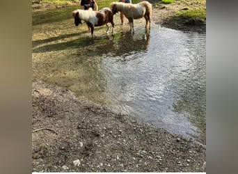 Poneys Shetland, Étalon, 7 Ans, 84 cm