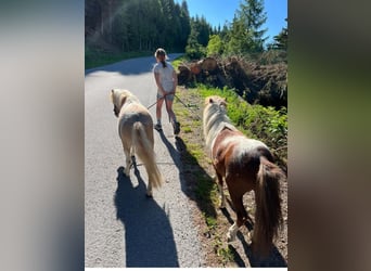 Poneys Shetland, Étalon, 7 Ans, 84 cm