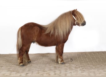 Poneys Shetland, Étalon, 7 Ans, 90 cm, Alezan