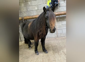 Poneys Shetland, Étalon, 8 Ans, 105 cm, Pinto