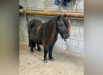 Poneys Shetland, Étalon, 8 Ans, 105 cm, Pinto