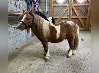 Poneys Shetland, Étalon, 8 Ans, 105 cm, Pinto