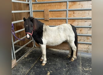 Poneys Shetland, Étalon, 8 Ans, 105 cm, Pinto