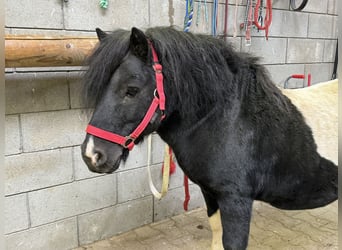 Poneys Shetland, Étalon, 9 Ans, 106 cm, Pinto