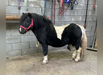 Poneys Shetland, Étalon, 9 Ans, 106 cm, Pinto