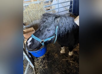 Poneys Shetland, Étalon, 9 Ans, 106 cm, Pinto