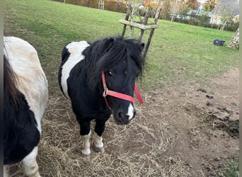 Poneys Shetland, Étalon, 9 Ans, 106 cm, Pinto