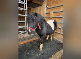 Poneys Shetland, Étalon, 9 Ans, 106 cm, Pinto