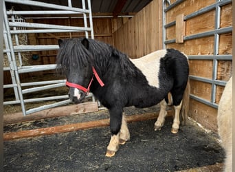 Poneys Shetland, Étalon, 9 Ans, 106 cm, Pinto