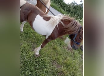 Poneys Shetland, Étalon, 9 Ans, 80 cm