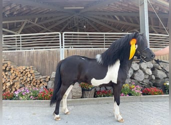 Poneys Shetland, Étalon, 6 Ans, 106 cm