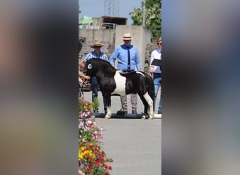 Poneys Shetland, Étalon, 6 Ans, 106 cm