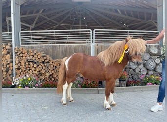 Poneys Shetland, Étalon, 6 Ans, 106 cm