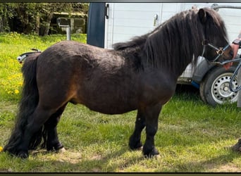 Poneys Shetland, Étalon, 6 Ans, 90 cm